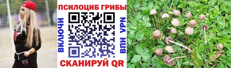 хочу наркоту  Болгар  Псилоцибиновые грибы Magic Shrooms 